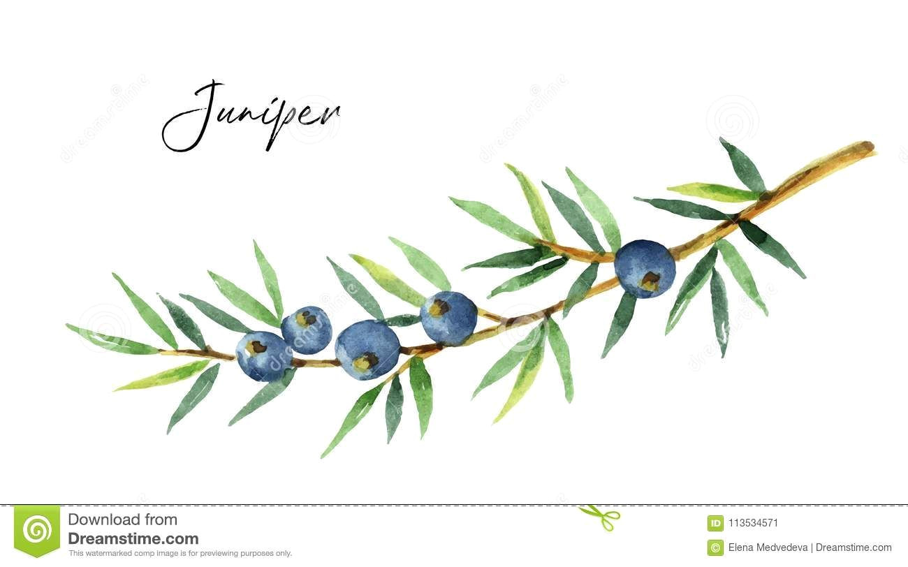 Stunning Watercolor Juniper on White Background Stunning Watercolor Juniper on White Background