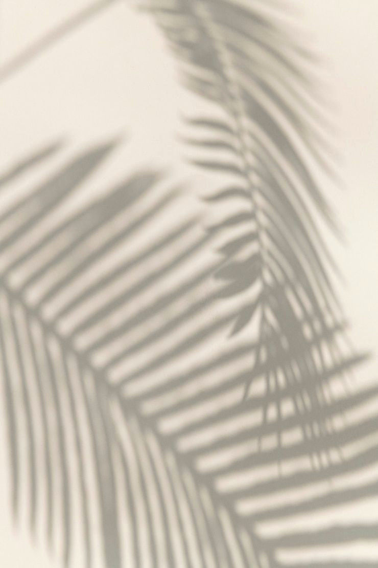 Tropical Palm Leaves Design Element